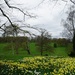 a daffodil landscape by quietpurplehaze