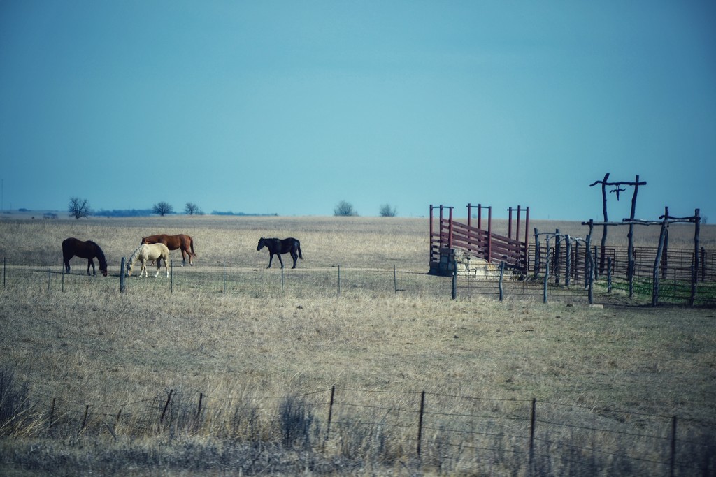 The horses of The Flint Hills of Kansas by louannwarren