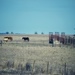 The horses of The Flint Hills of Kansas by louannwarren
