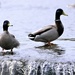 Bradgate Ducks by carole_sandford