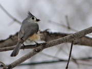 17th Apr 2018 - Tufted Titmouse