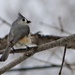 Tufted Titmouse by brillomick