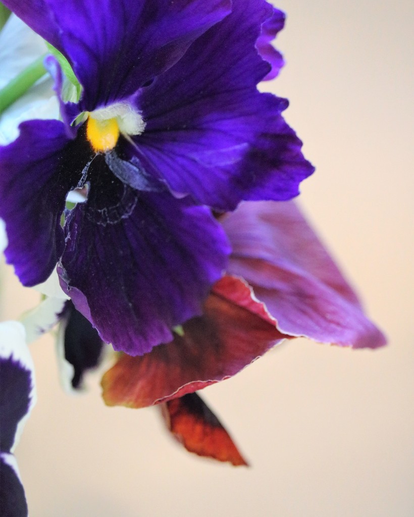 April 17: Pansy by daisymiller