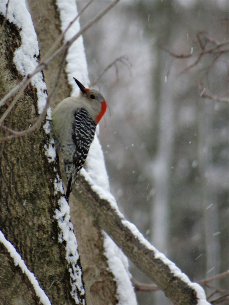 Red Bellied Woodpecker by brillomick