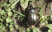17th Apr 2018 - Beetle