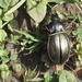 Beetle by g3xbm