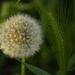 Dandelion by caterina