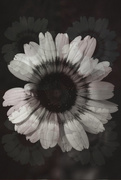 11th Apr 2018 - painted daisy in bw