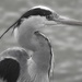 Grey Heron at the weir by helenhall