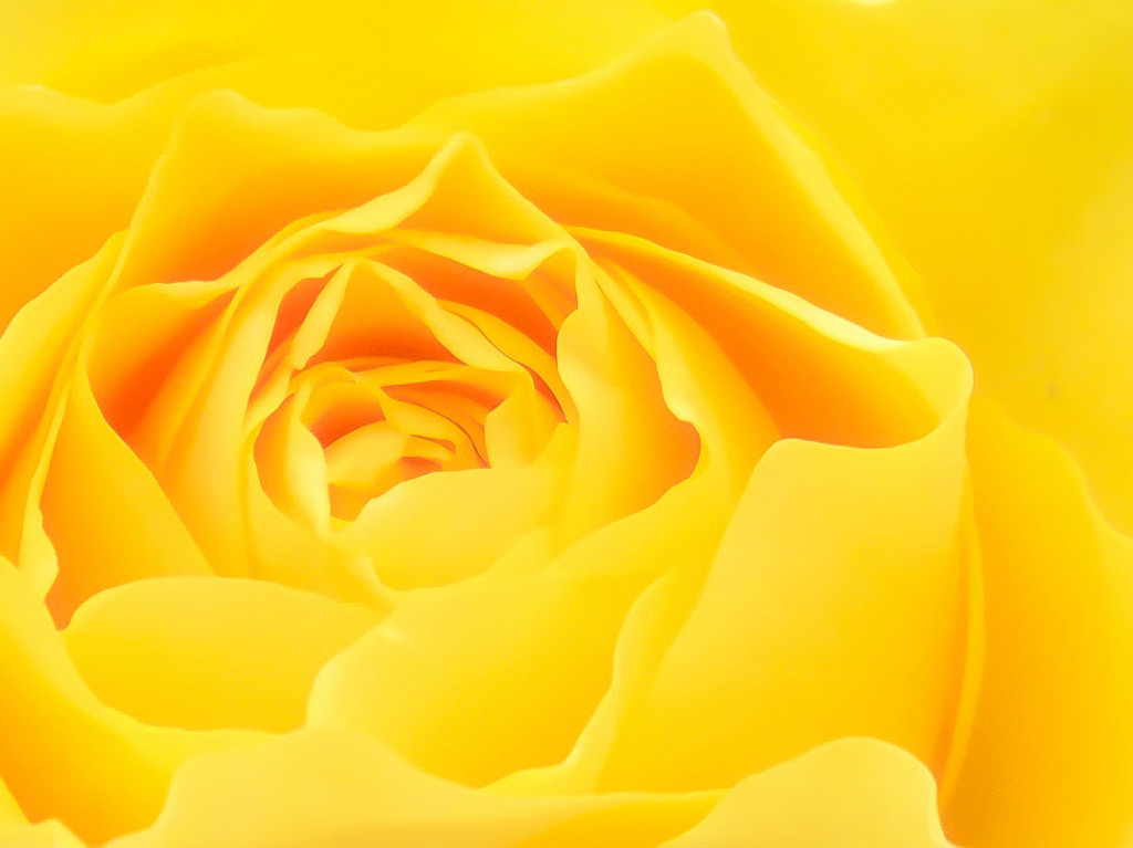 Yellow Rose. by tonygig