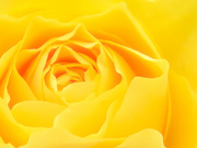 9th Apr 2018 - Yellow Rose.