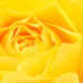 Yellow Rose. by tonygig