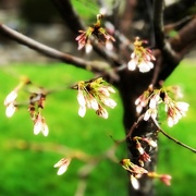 16th Apr 2018 - Cherry Blossom Buds