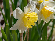 17th Apr 2018 - Daffodil Closeup