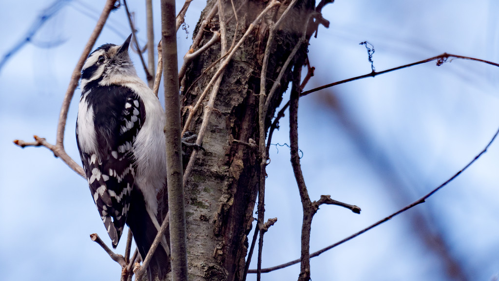 Downy Woodpecker Wide by rminer
