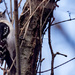 Downy Woodpecker Wide by rminer