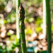 The Asparagus is ready by randystreat