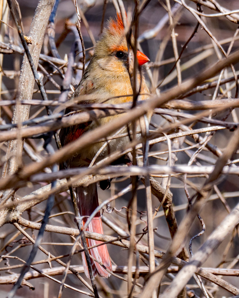 Female Northern Cardinal Centered by rminer