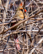 17th Apr 2018 - Female Northern Cardinal Centered