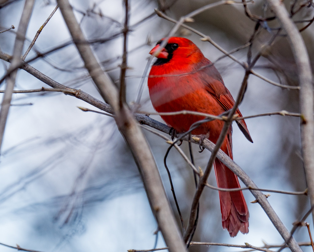 Northern Cardinal Cool by rminer
