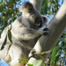 sneak preview by koalagardens