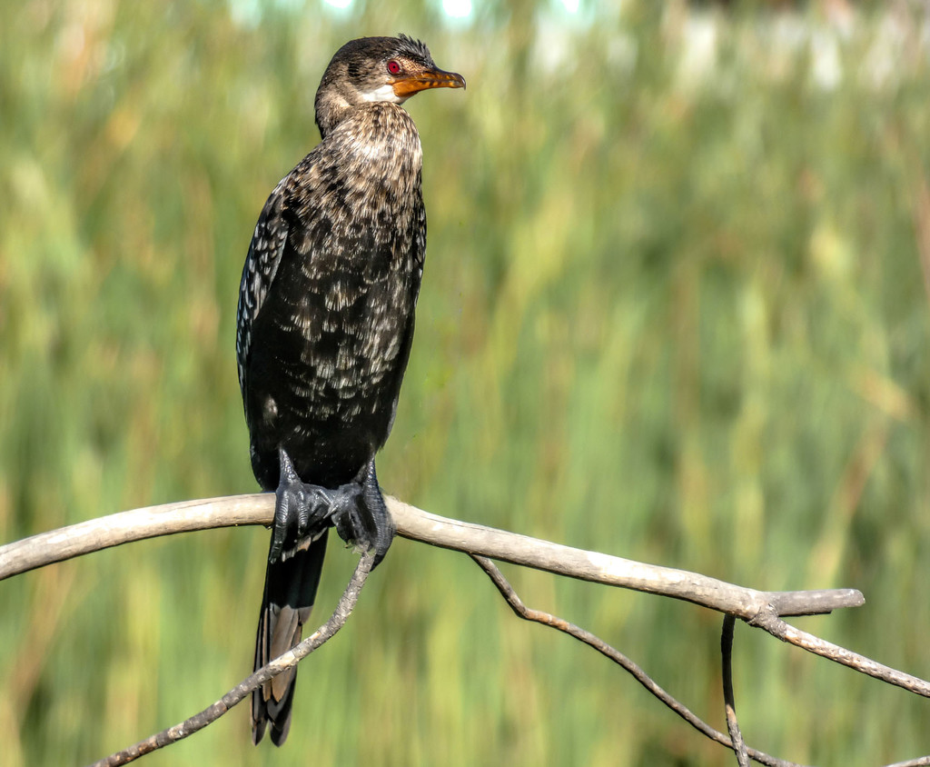 Cormorant keeping a watchful eye by ludwigsdiana