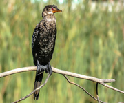 18th Apr 2018 - Cormorant keeping a watchful eye