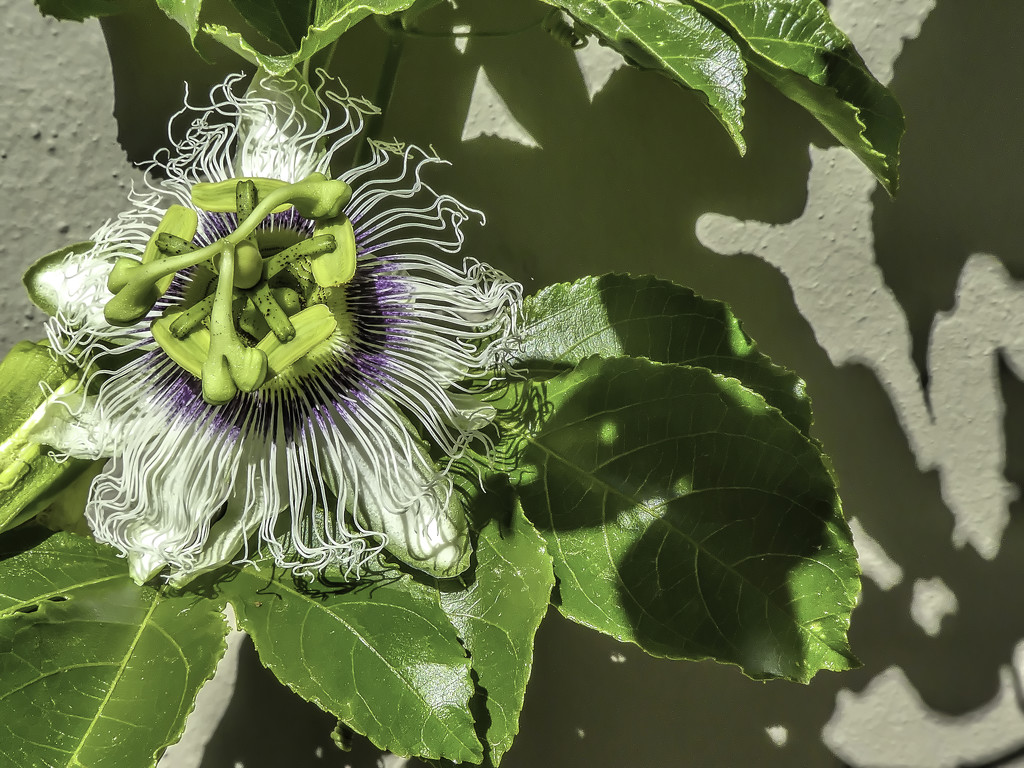 Passionfruit flower .. by ludwigsdiana
