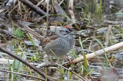 15th Apr 2018 - Swamp Sparrow