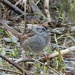 Swamp Sparrow by annepann