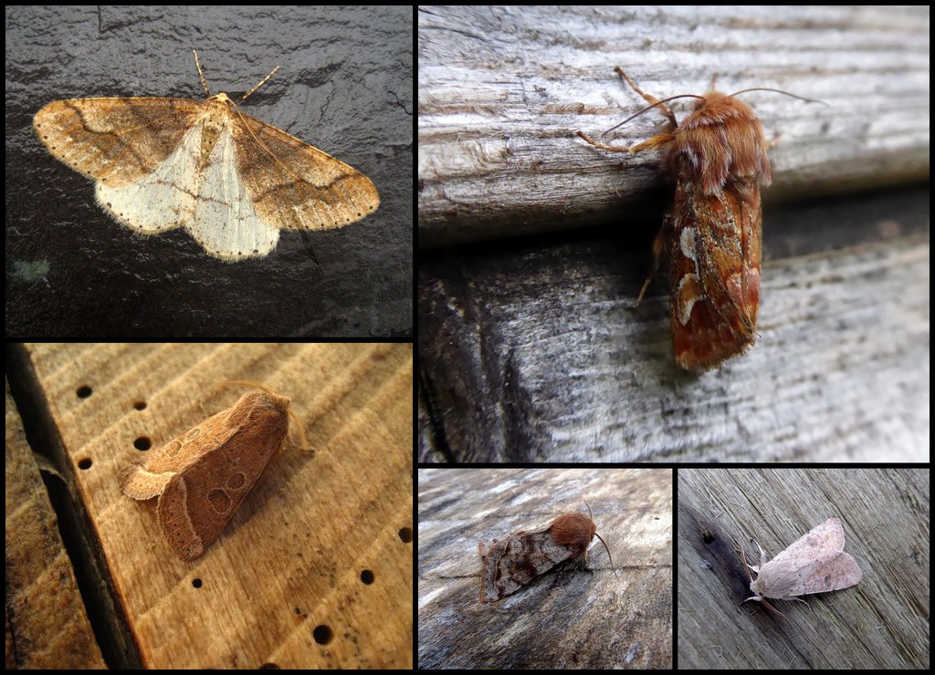Garden moths 2 by steveandkerry