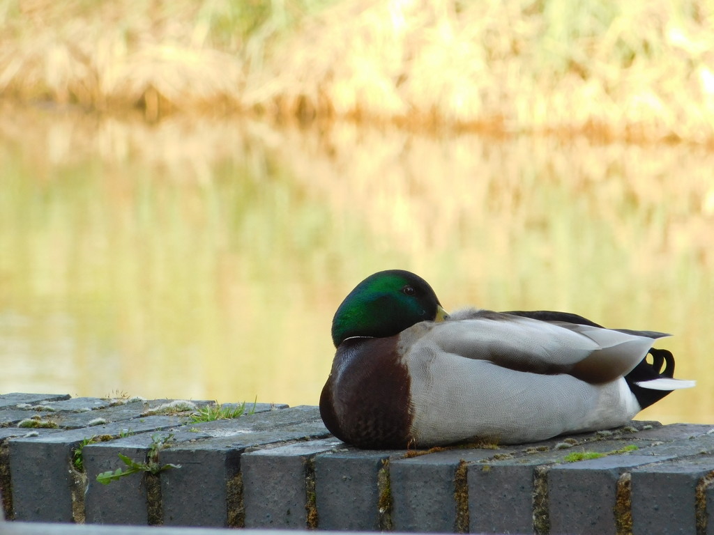 Snoozing in the morning sun by 365anne