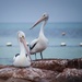 The Pelicans  by jodies
