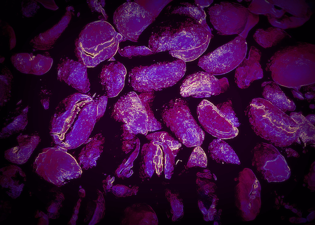 Purple beans by salza