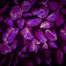 Purple beans by salza