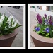 Hyacinths and Primula by oldjosh
