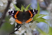 18th Apr 2018 - Red Admiral