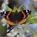 Red Admiral by cjwhite