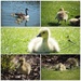 Cute Goslings by bizziebeeme