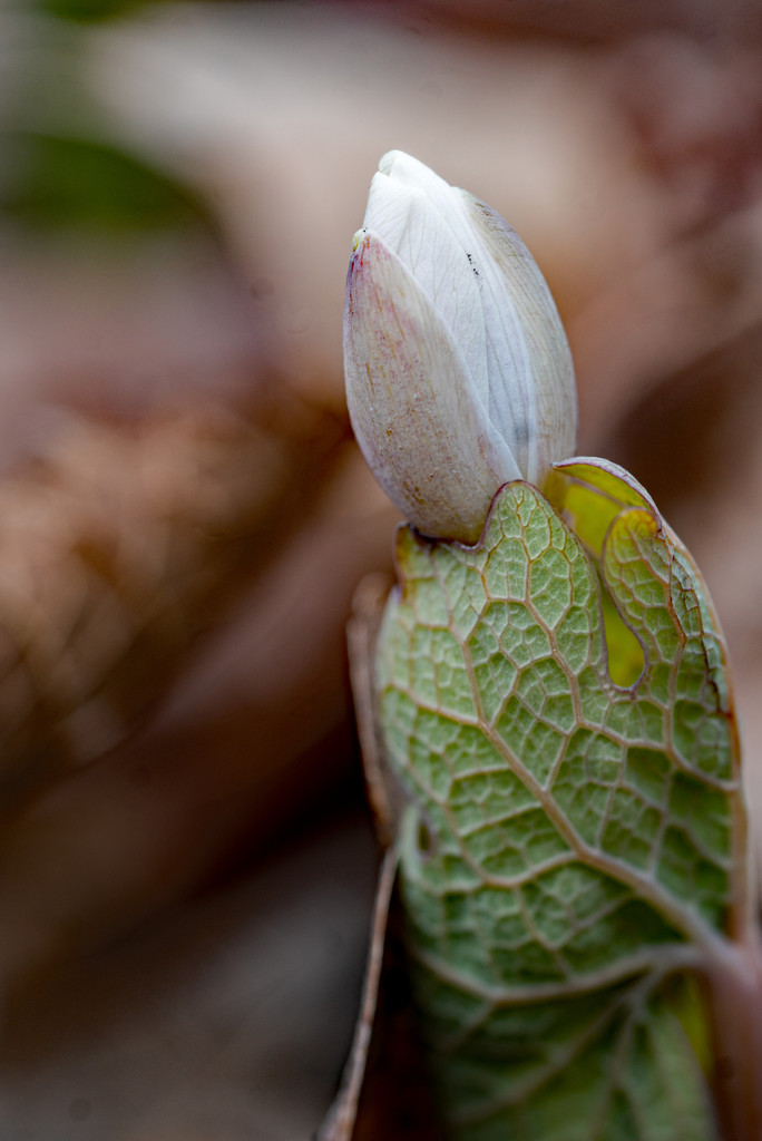 Bloodroot Portrait by rminer