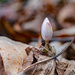 Bloodroot Wide Landscape by rminer