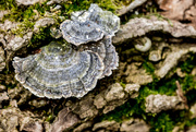 18th Apr 2018 - Fungus