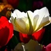 Back lit Tulip by carole_sandford