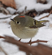 18th Apr 2018 - Ruby-crowned Kinglet