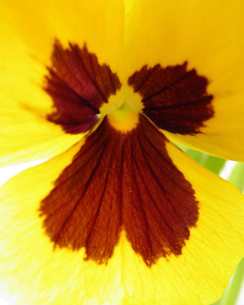 April 18: Pansy by daisymiller