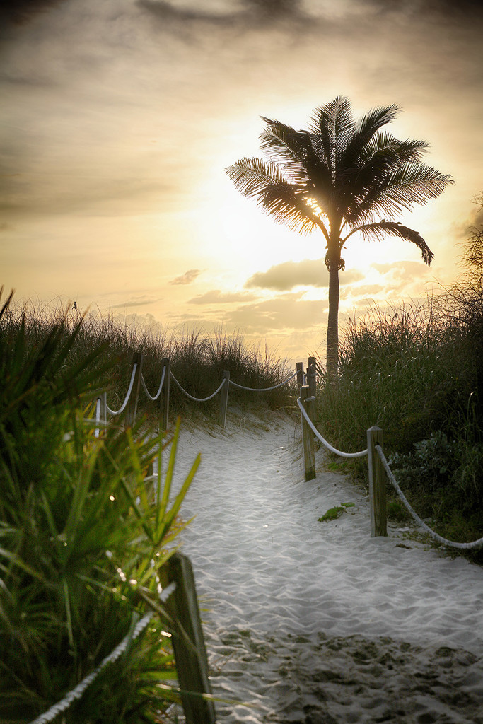 Sunrise Palm Walk by pdulis