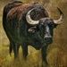 Buffalo  by joysfocus