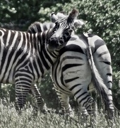 18th Apr 2018 - Zebra Fun. Do these stripes make my butt look big?