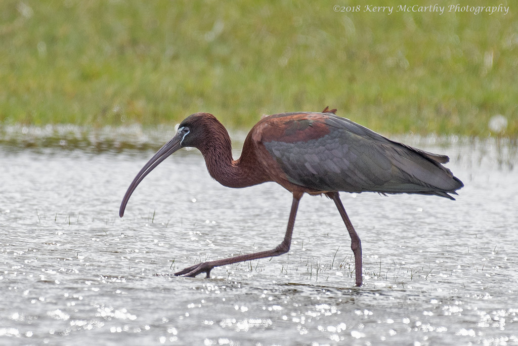 Glossy ibis by mccarth1