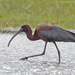 Glossy ibis by mccarth1